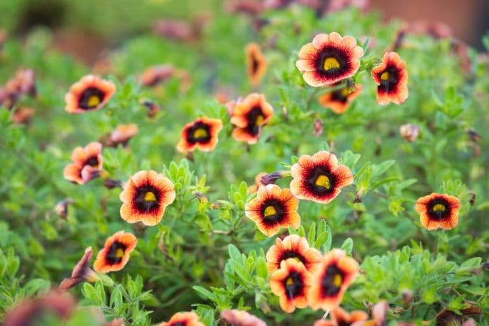 calibrachoa [Caloha Classic Yellow Chocolate Ring]