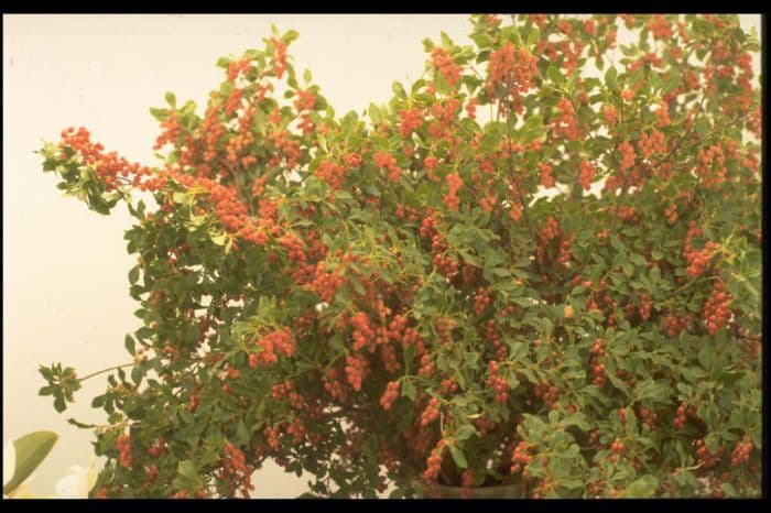 drooping red enkianthus