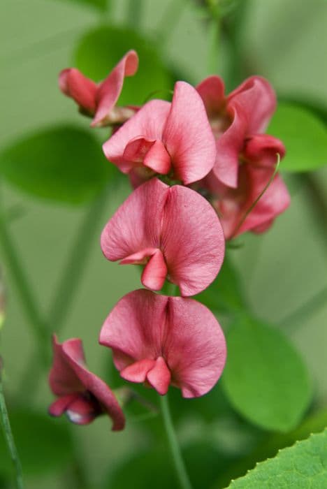 Persian everlasting pea