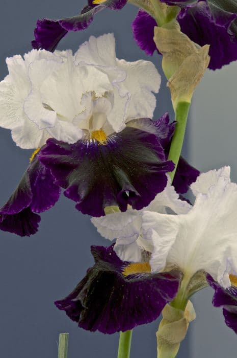 Iris 'Domino Noir'