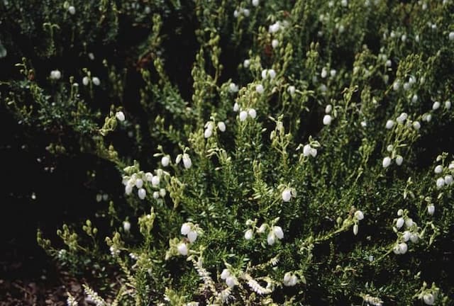 Irish heath 'Silverwells'