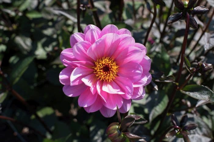 dahlia 'Classic Rosamunde'