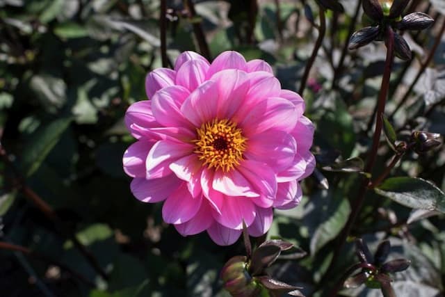 Dahlia 'Classic Rosamunde'