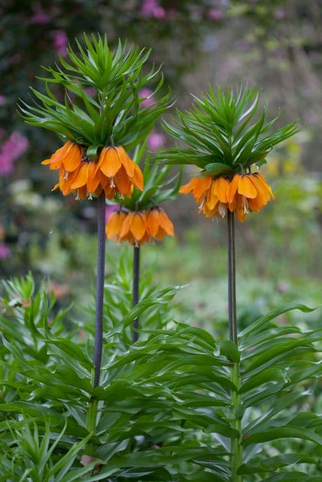 crown imperial 'Rubra Maxima'