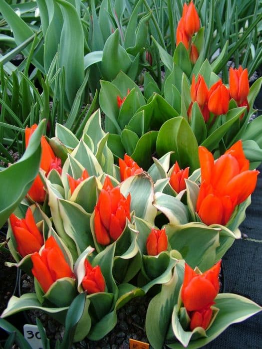 tulip 'Unicum'