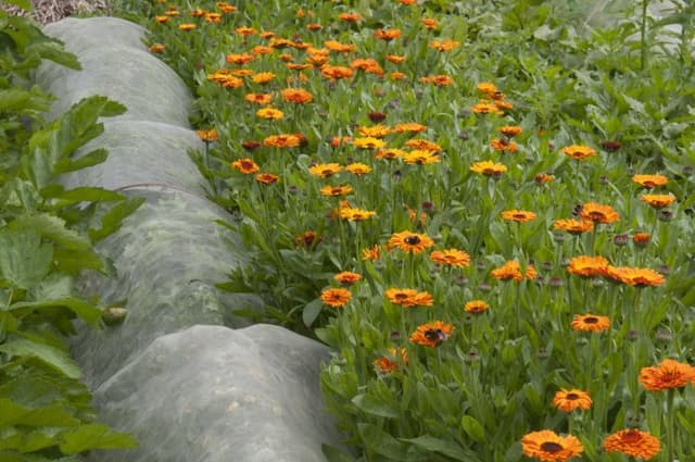 Marigold 'Indian Prince'