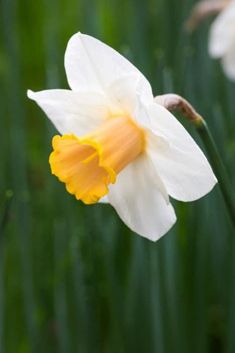 daffodil 'Silver Standard'