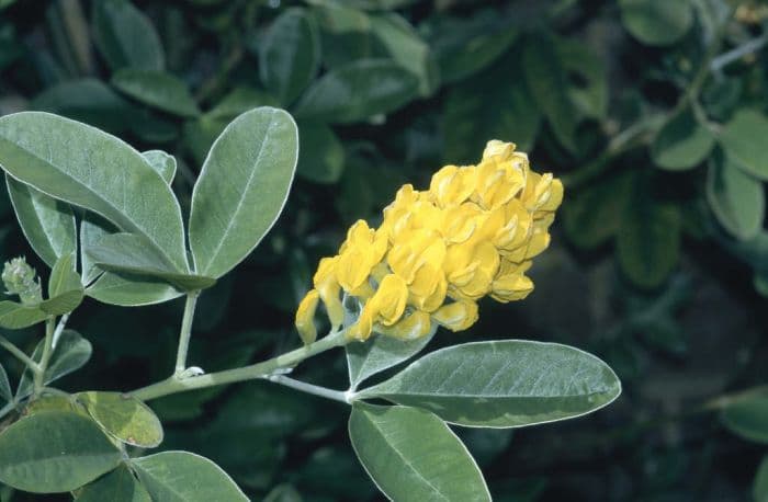 Moroccan broom