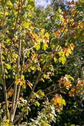 Field maple 'Queen Elizabeth'