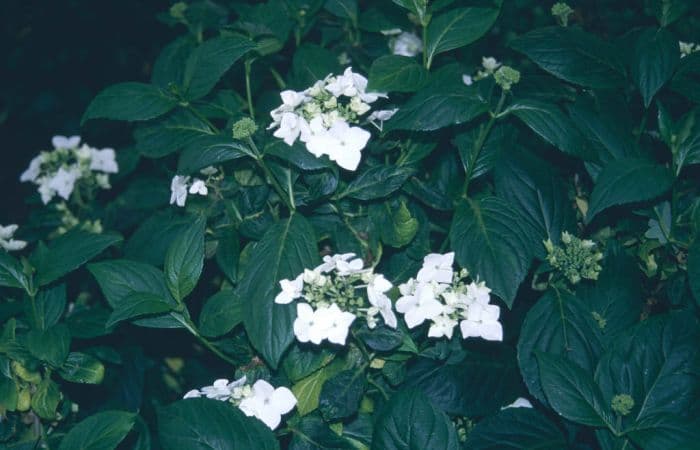 hydrangea 'Lanarth White'