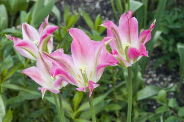 Tulip 'Florosa'
