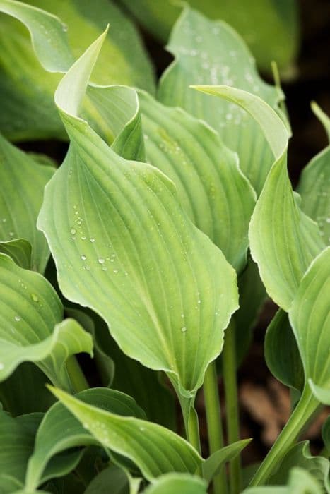 plantain lily 'Restless Sea'