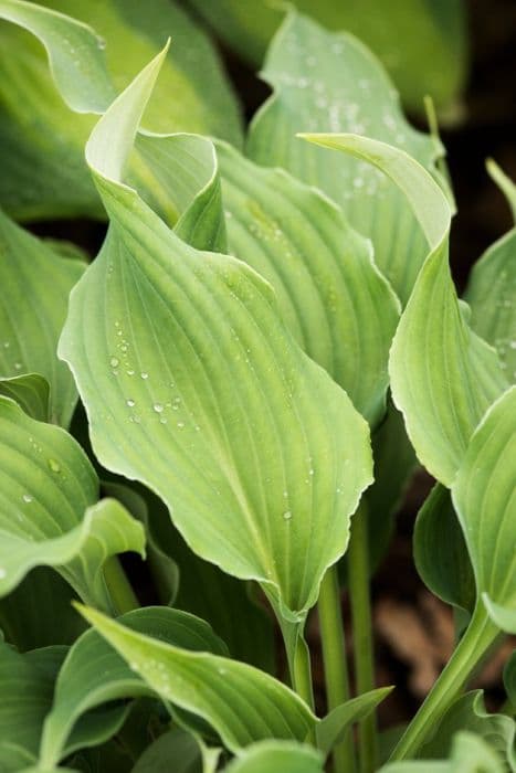 Plantain lily 'Restless Sea'