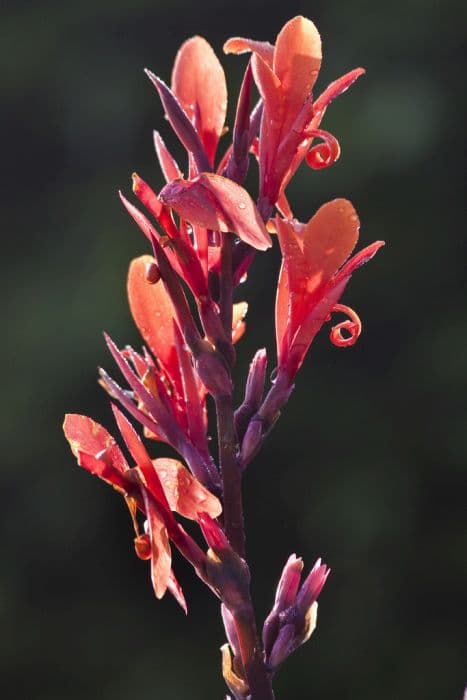 canna 'Purpurea'