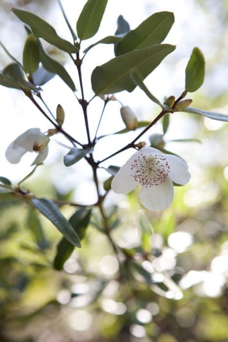 Nymans eucryphia 'George Graham'