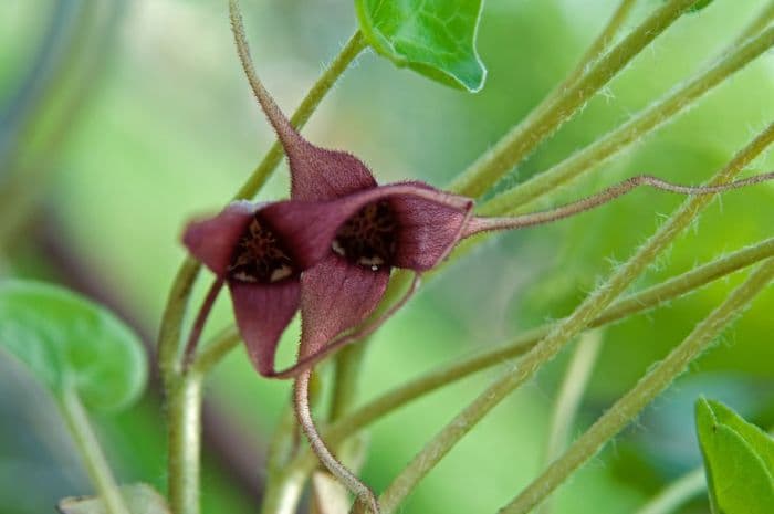 jug plant