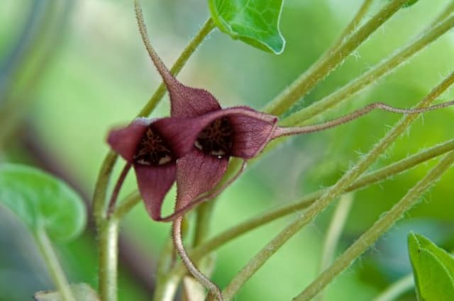 Jug plant