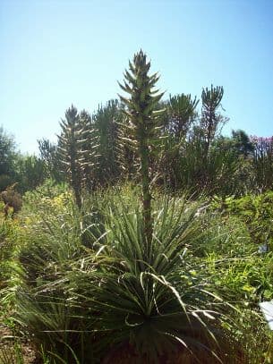 Chilean puya