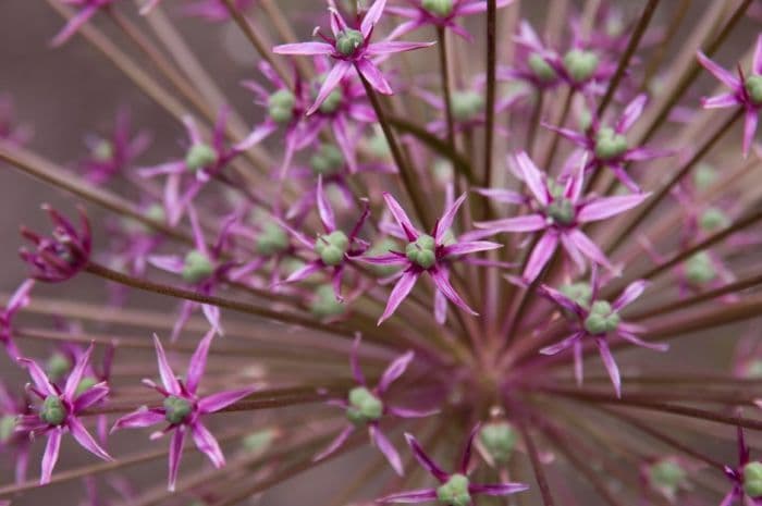 allium 'Spider'