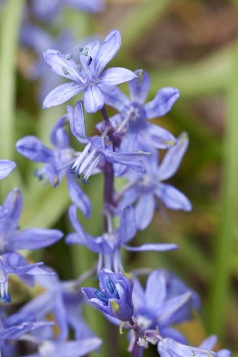 Greilhuber's squill
