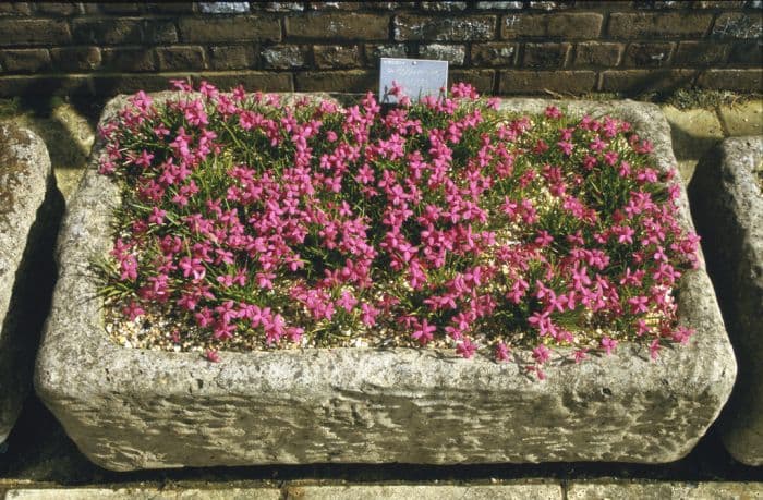 pink star grass