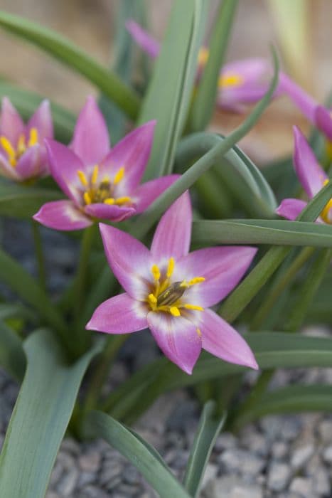 low-growing tulip