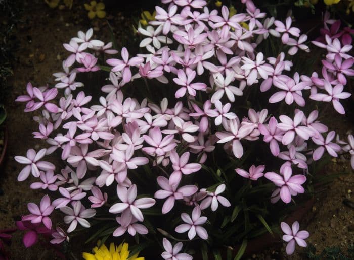 red star 'Apple Blossom'