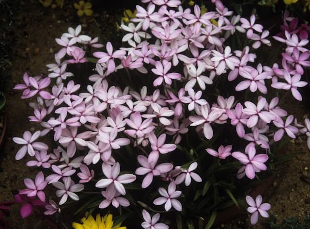 Red star 'Apple Blossom'