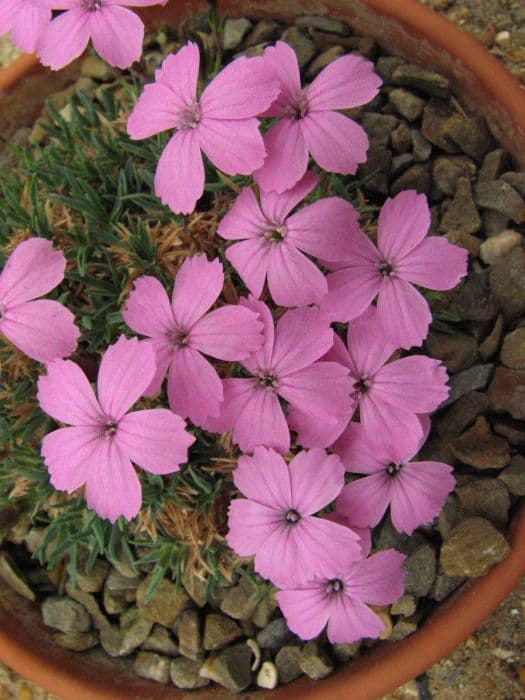 pink 'Leuchtkugel'