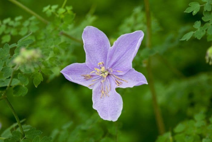 diffuse-flowered meadow rue