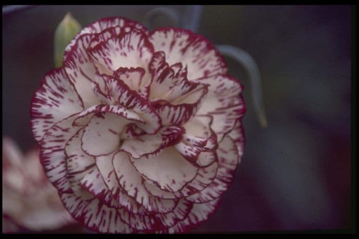 border carnation 'Jean Knight'