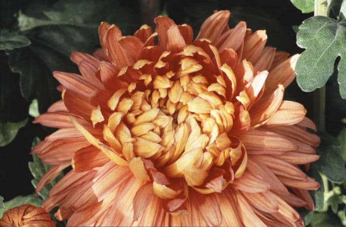 chrysanthemum 'Mayford Perfection'