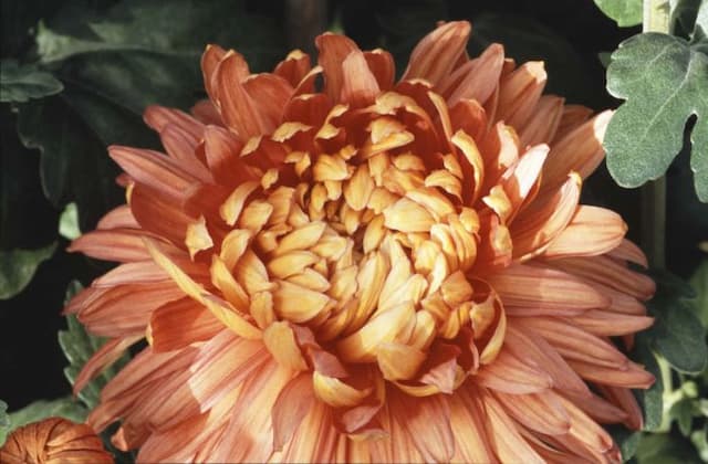 Chrysanthemum 'Mayford Perfection'