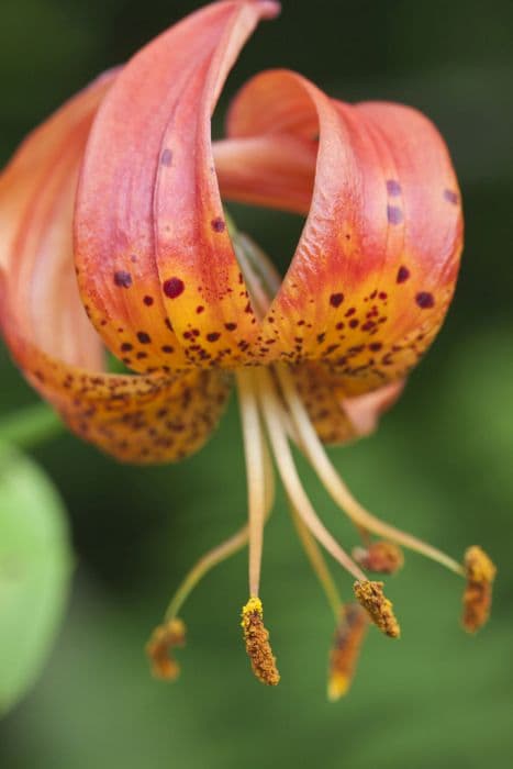 Turk's cap lily