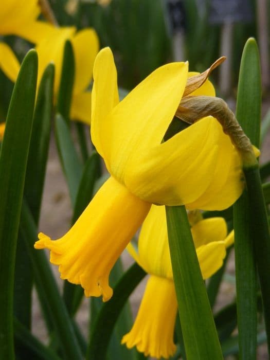 Daffodil 'Warbler'