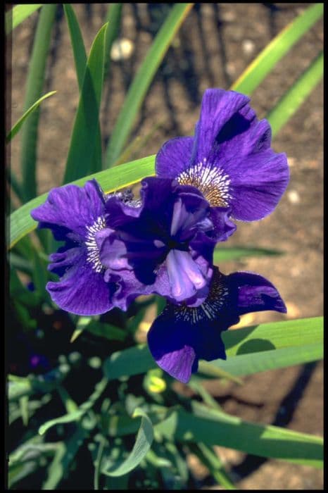 Siberian iris 'Prussian Blue'