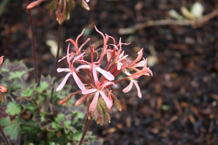 pelargonium 'Bird Dancer'