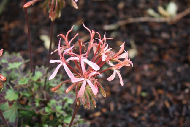 Pelargonium 'Bird Dancer'