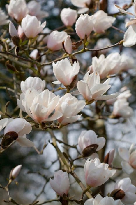 Magnolia 'Milky Way'