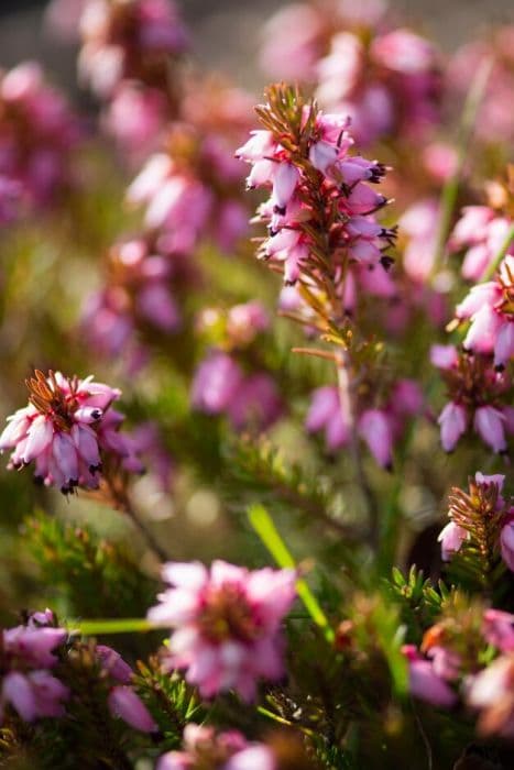 heather 'Claribelle'