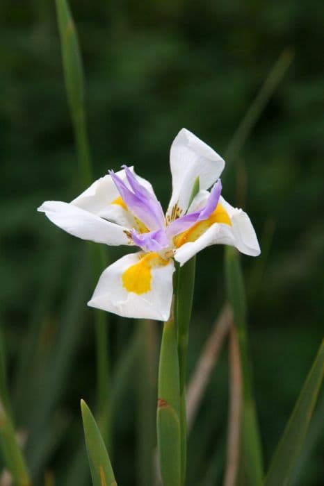 fairy iris