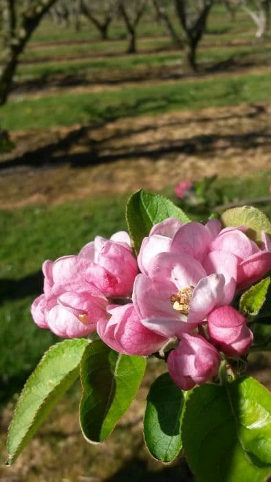 apple 'Brownlee's Russet'