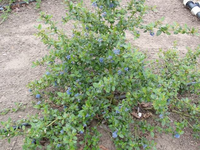 Carmel ceanothus