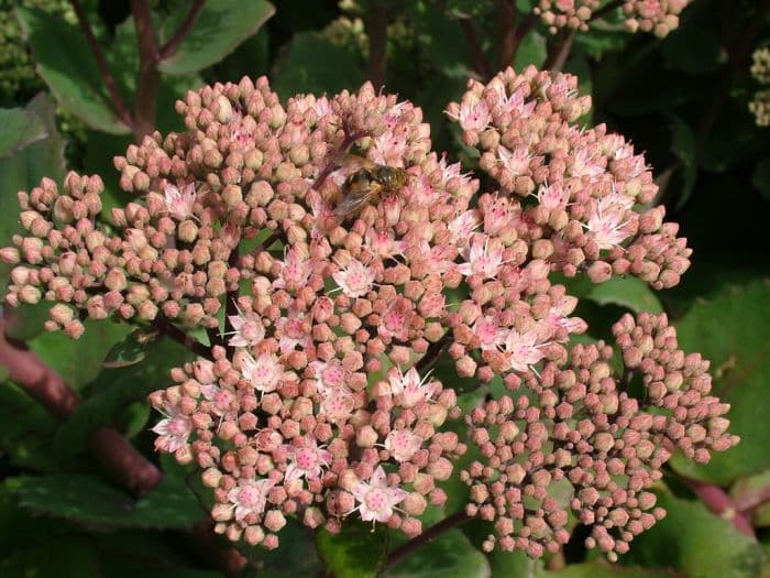 stonecrop 'Joyce Henderson'