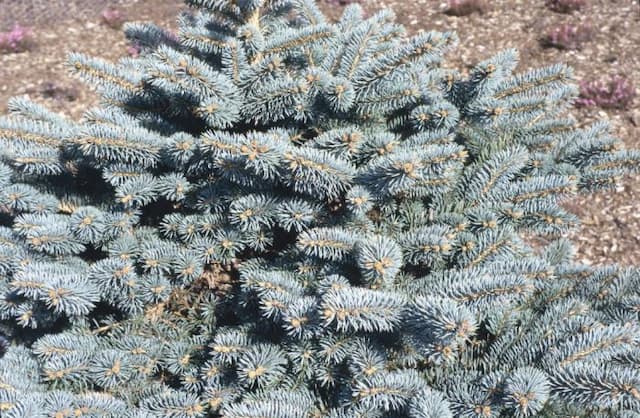 Colorado spruce 'Globosa'