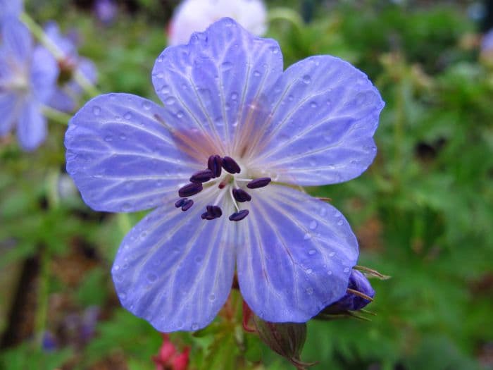 meadow cranesbill 'Silver Queen'