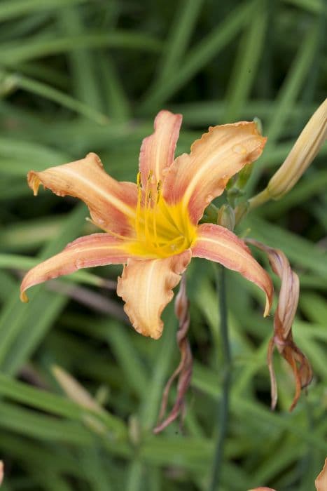 Common orange daylily