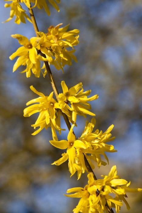 forsythia 'Spring Glory'