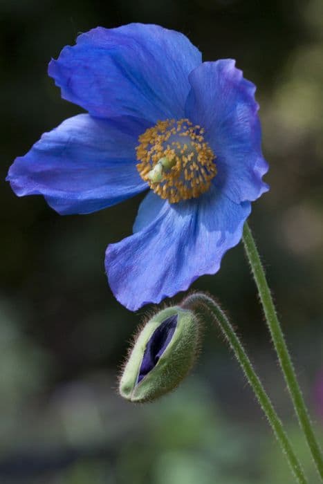 Himalayan blue poppy 'Dalemain'