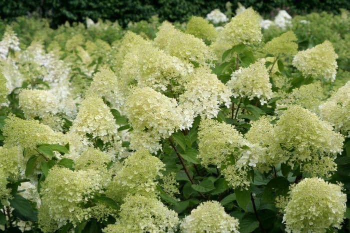 paniculate hydrangea 'Limelight'